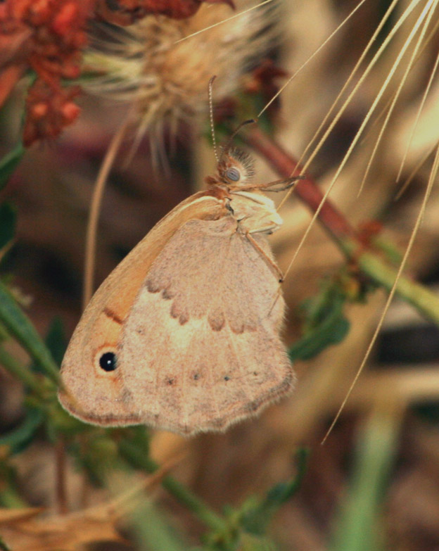 Coenonympha pamphilus